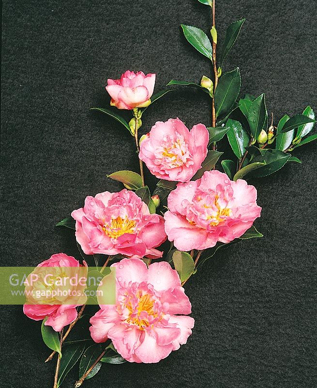 Camellia Paradise Christine
