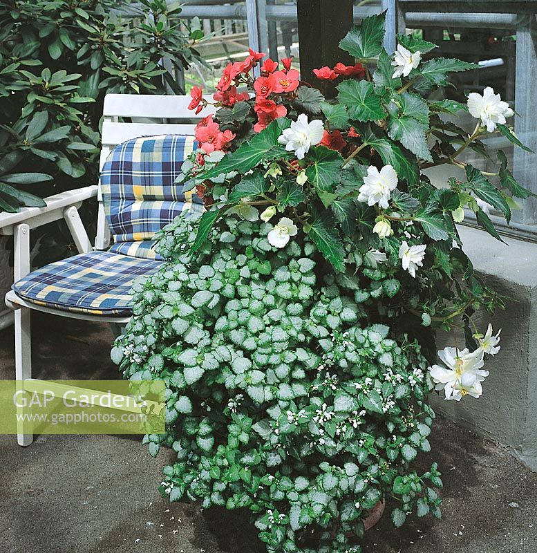 Sommerblumen mixed Begonia, Lamium / Patio / Terrasse