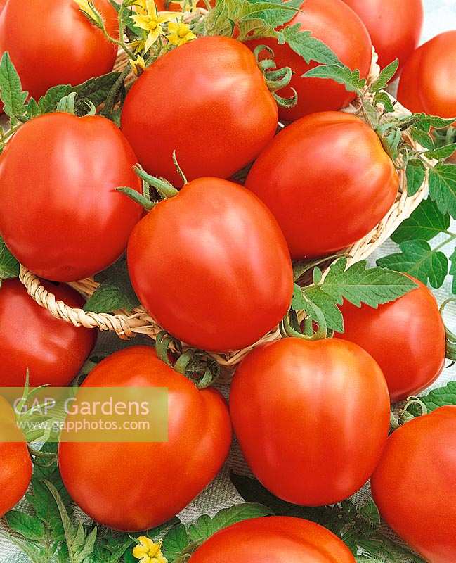 Tomate/Lycopersicon esculentum Suvorovez II