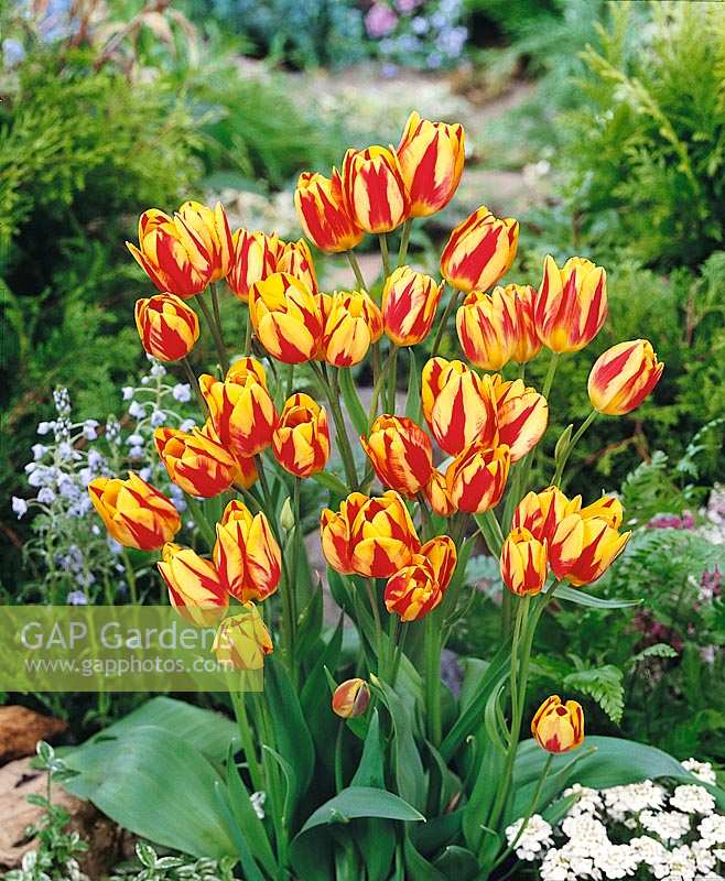 Tulipa Single Late Colour Spectacle