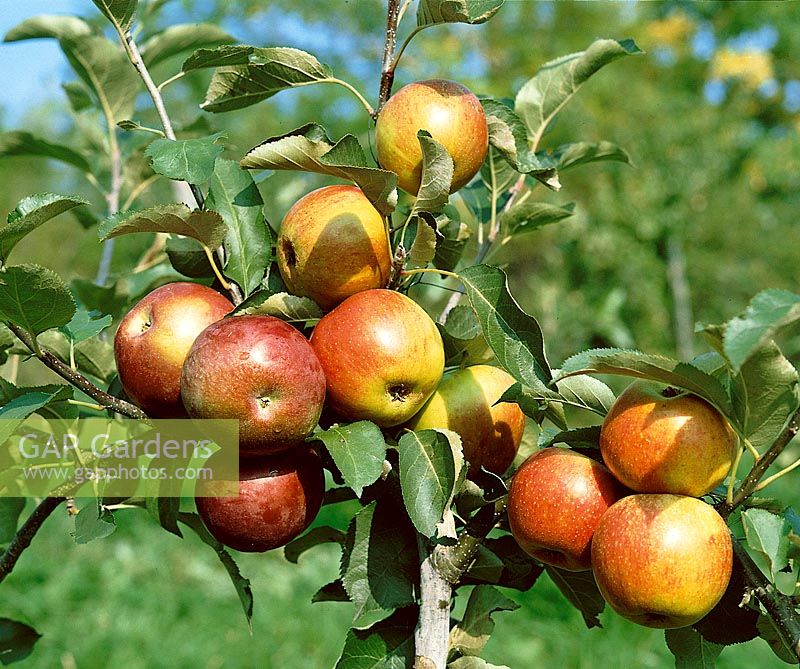 Apfel / Malus domestica Alkmene und McIntosh