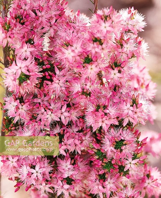 Calytrix tetragona Rich Pink