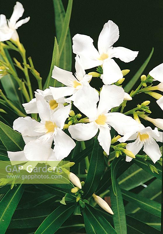 Nerium oleander Simple White