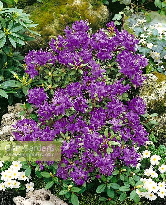 Rhododendron Blue Silver