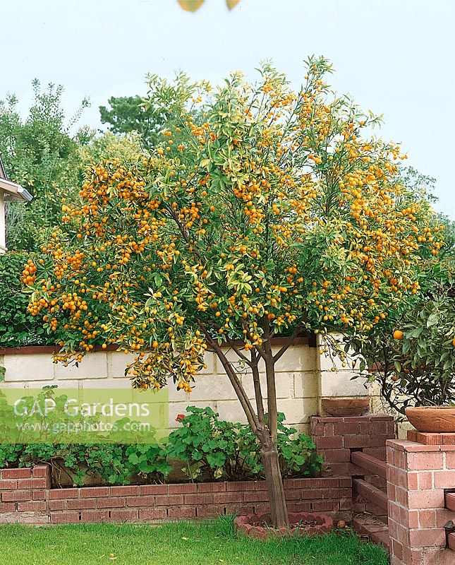 Kumquat Nagami Baum / Fortunella margarita tree