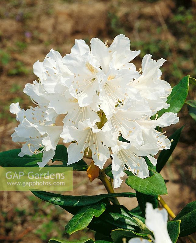 Rhododendron Cunninghams White