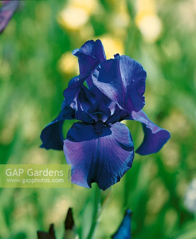 Iris x germanica Matinata