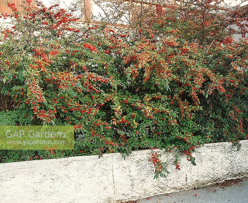 Cotoneaster floccosus