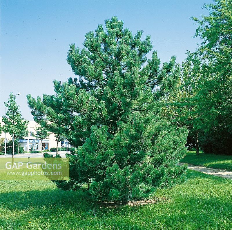 Pinus nigra subsp. nigra