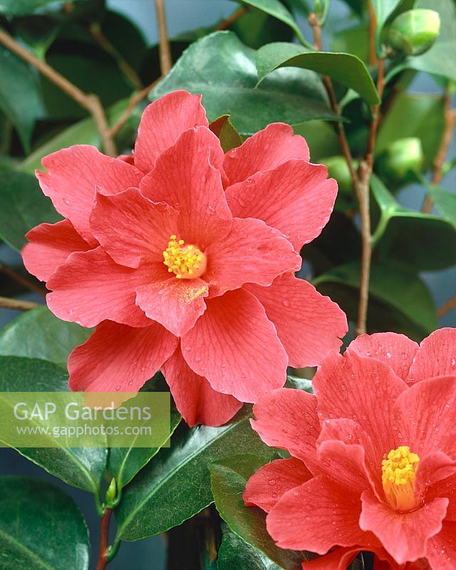 Camellia japonica Freedom Bell