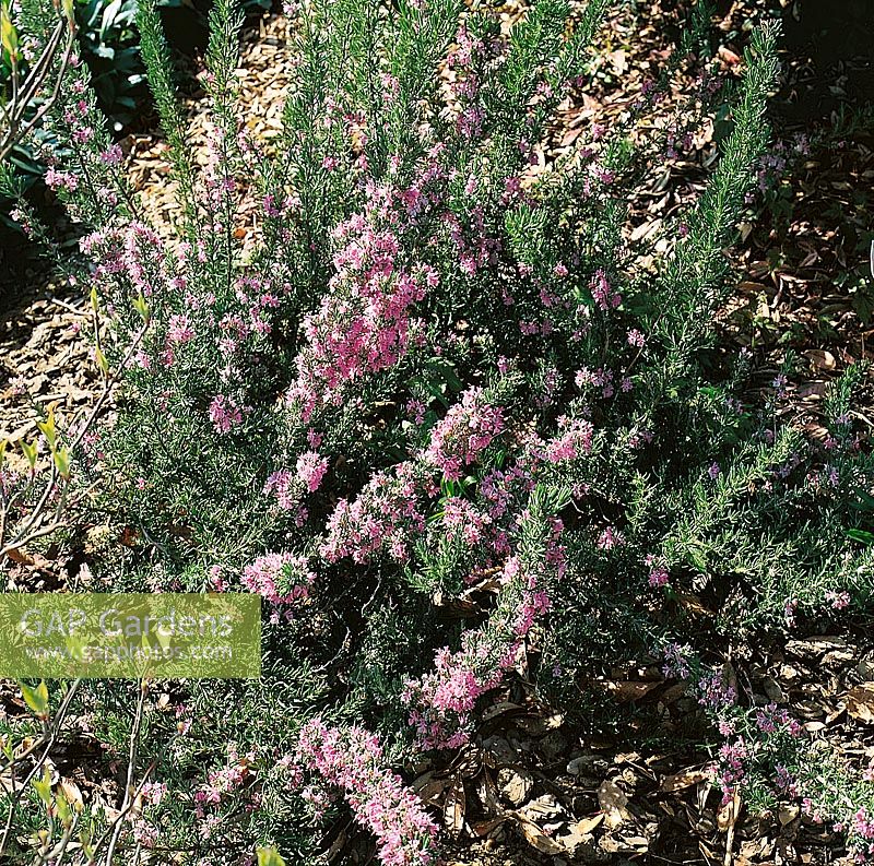 Rosmarinus officinalis Majorca Pink