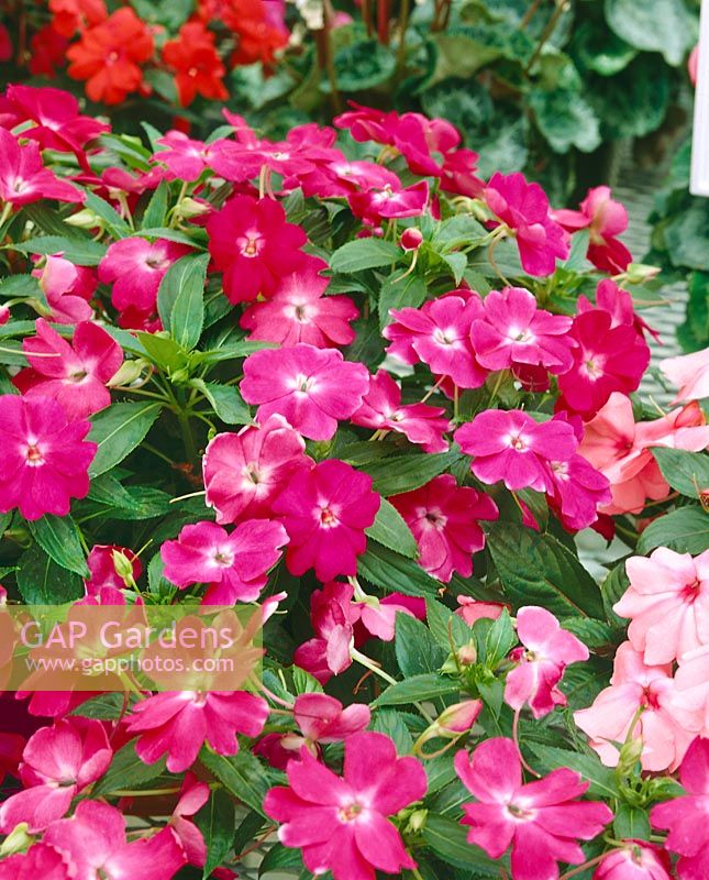 Impatiens New Guinea Spectra Rose Shades