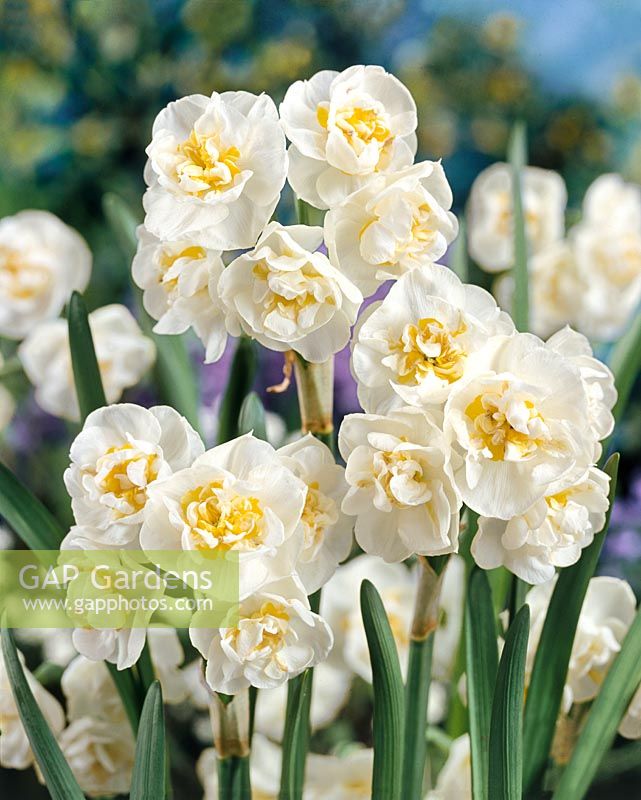 Narcissus Double Bridal Crown