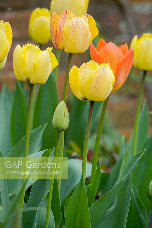 yellow Tulips ( Tulipa )
