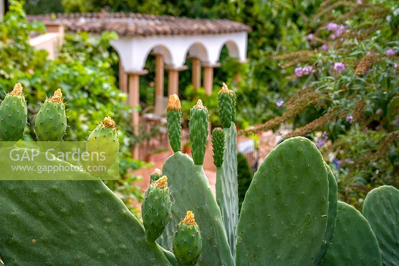 cacti in tropical garden, Molino Del Santo, Ronda, Spain