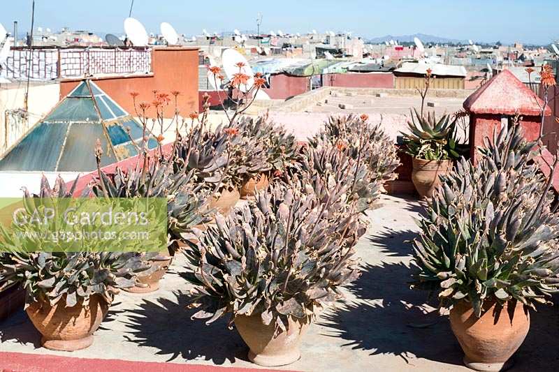 Aloe plants in pots on rooftop in Marrakech, Morocco