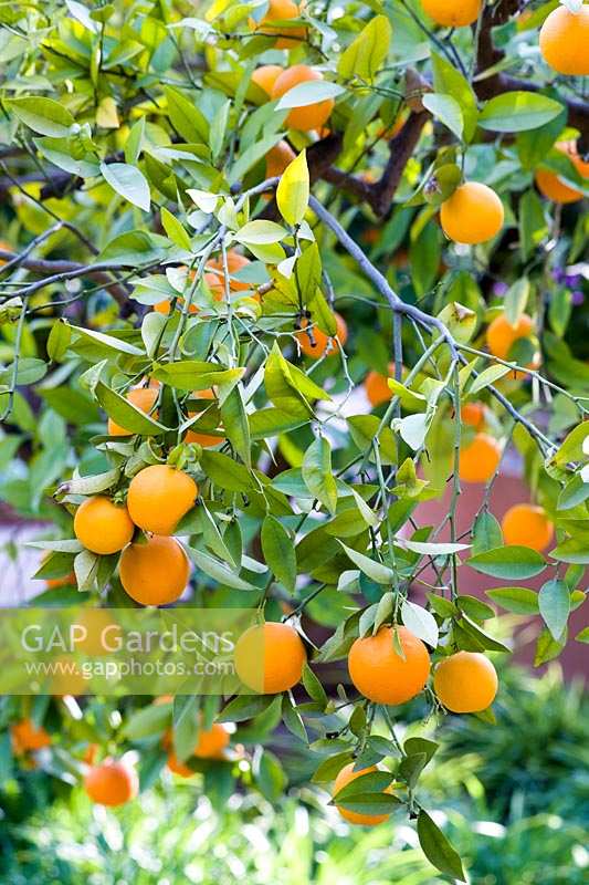 Orange trees in fruit