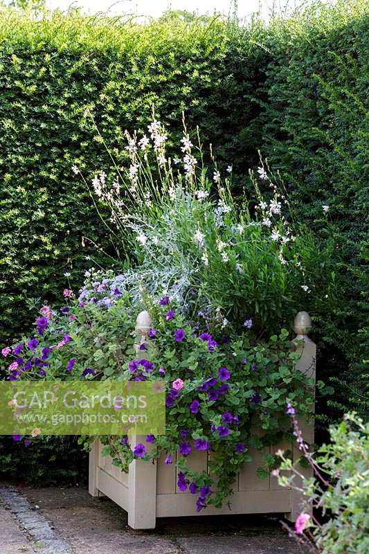 Cotswold Wildlife Park gardens, Summer container with Petunias and Gaura
