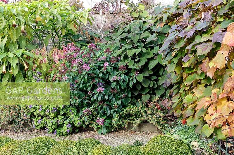 Bourton House Garden, autumn border with Fuschia arborescens, Vine and Salvias
