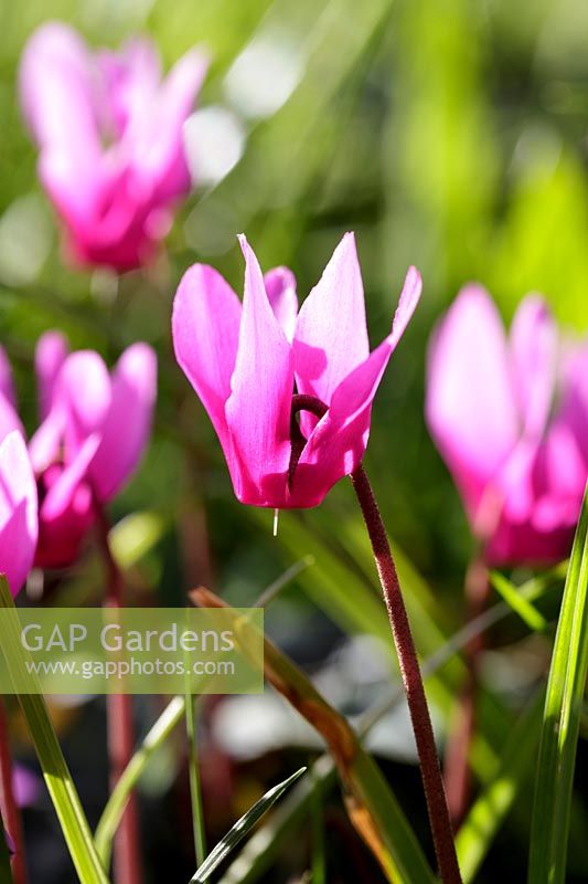 Cyclamen coum naturalised in grass