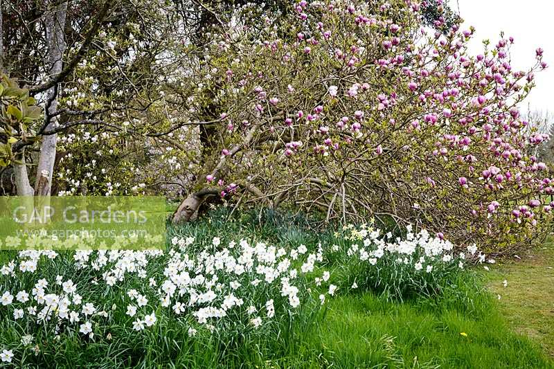 Magnolias and Daffodils in spring at Batsford Arboretum, Gloucestershire.