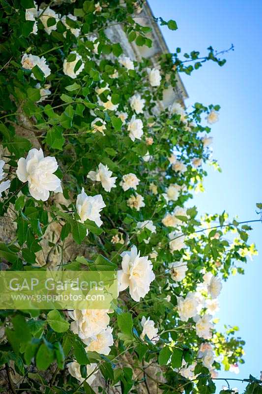 Climbing white rose covering walls of building.
