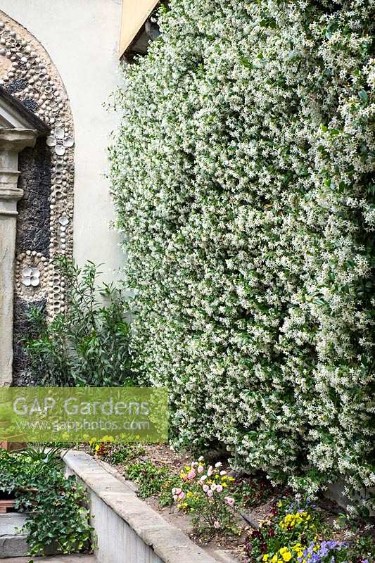 Jasmine hedge in garden, Trachelospermum jasminoides