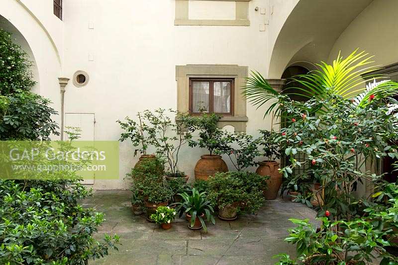 Small courtyard garden with containers in Florence, Italy
