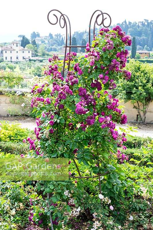 Climbing rose at Boboli Gardens, Florence, Italy