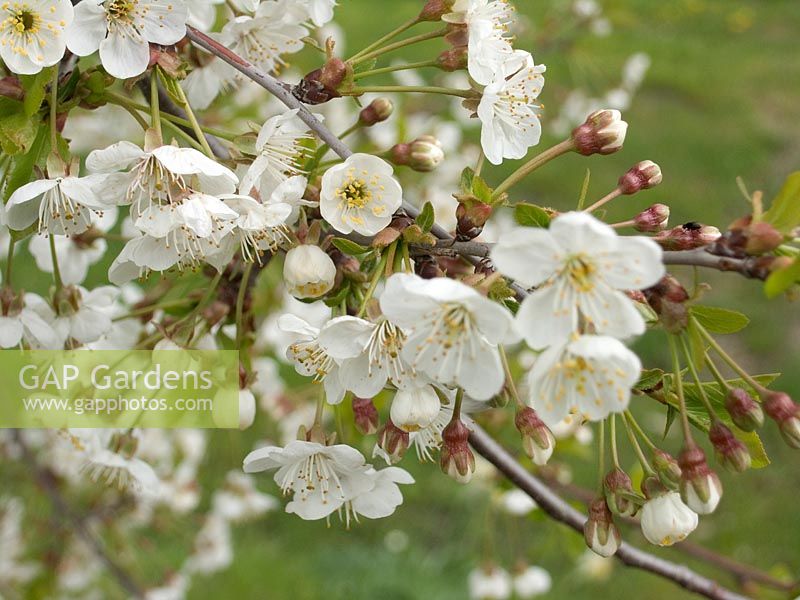 Northern Tuscany, Italy, spring. white Blossom in fruit tree in the Appenines