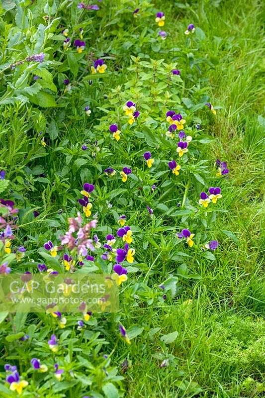 Chelsea Flower Show 2006, London, UK. '4Head Garden of Dreams' ( des. Marney Hall ) Viola tricolor, small wild pansy