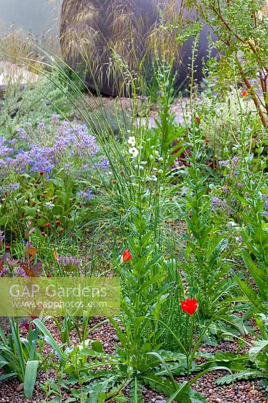 Chelsea Flower Show 2006, London, UK. 'The Saga Insurance garden' ( des. Cleve West ) informal herb garden planted in gravel