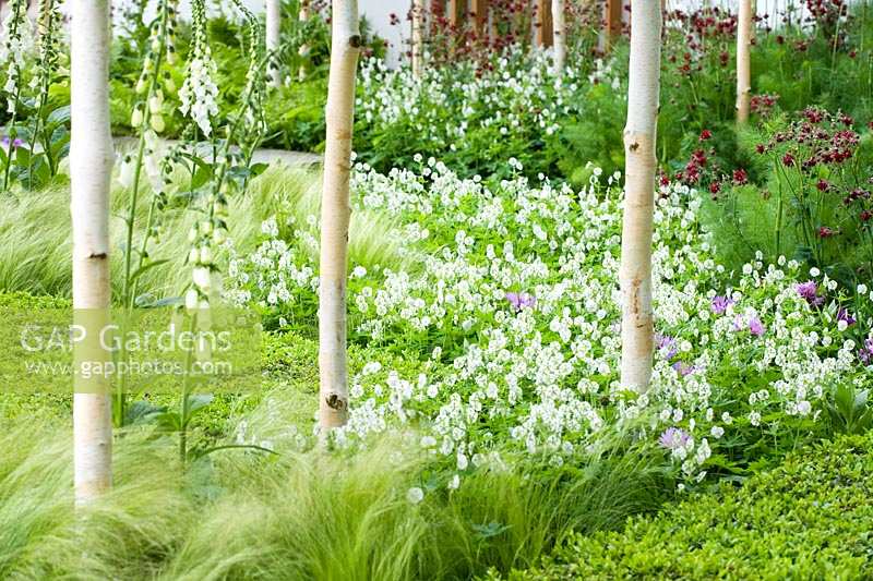 Chelsea Flower Show 2006, London, UK. 'The Savills Garden' ( des. Barnett/Nixon ), white and green planting, formal and informal mix