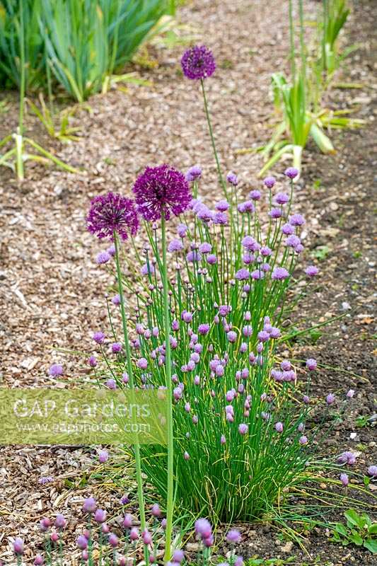 Cerney House Gardens, Gloucestershire, UK. ( Sir Michael and Lady Angus ) Allium aflatunense