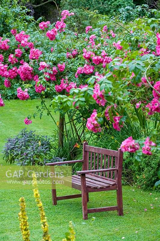 Cerney House Gardens, Gloucestershire, UK. ( Sir Michael and Lady Angus ) wooden garden seat with pink climbing rose behind