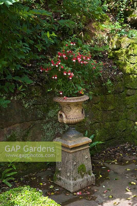 Bickham Park, Devon, UK ( Tremlett ) Fuschia in classical style urn in shady courtyard