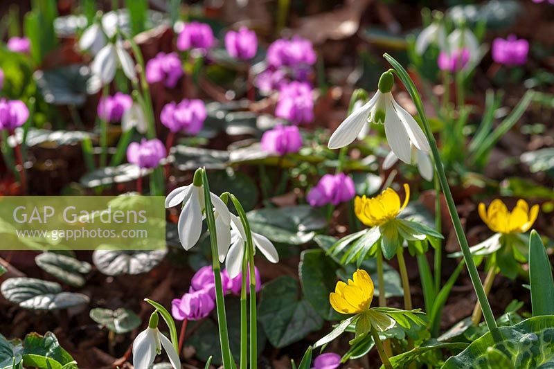 Galanthus 'Atkinsii' ( snowdrop ) in shady wooded area with other early spring bulbs