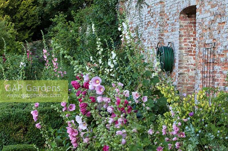Cerney Gardens, Gloucestershire. Walled kitchen garden in summer with Hollyhocks