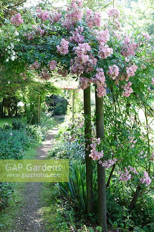 Cerney Gardens, Gloucestershire. Rose arch in summer.