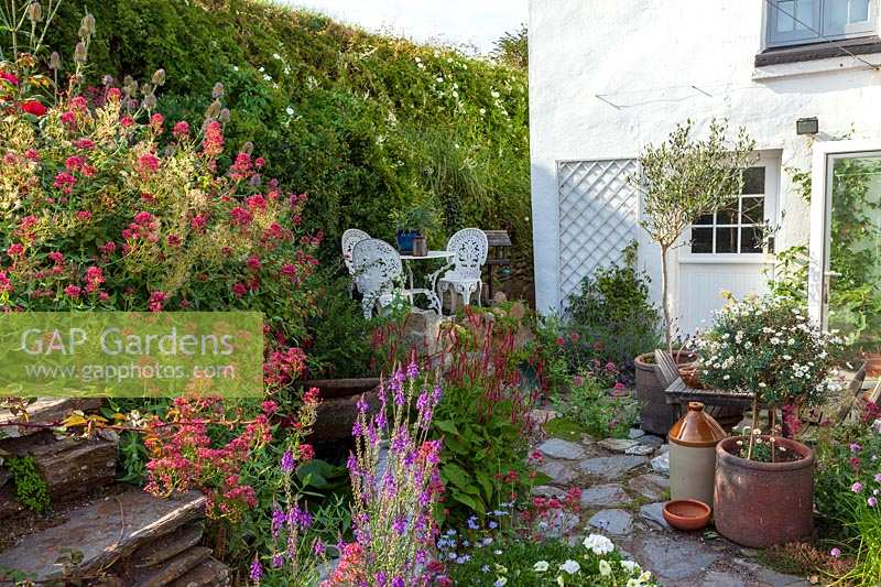 Roger and Helen Grimes'  garden at Beesands, Devon in high summer. Colourful seaside garden with lots of annuals.