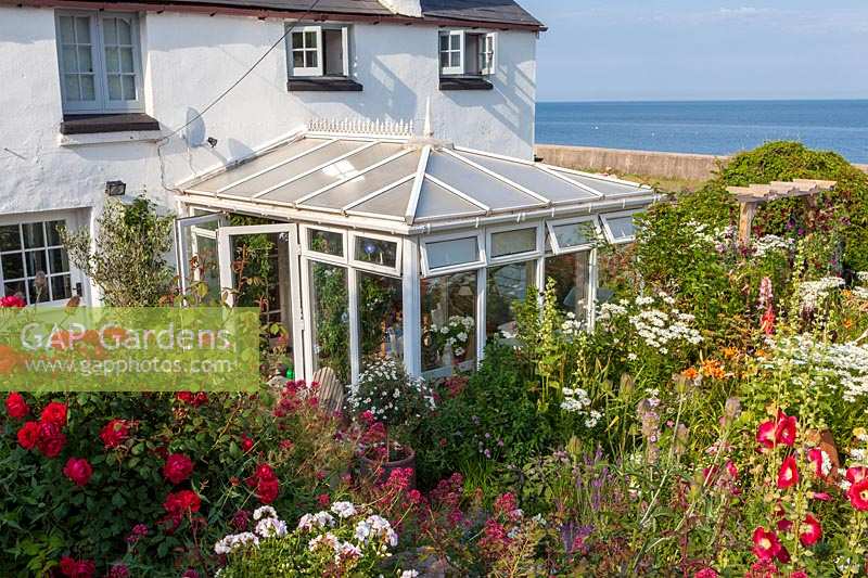 Roger and Helen Grimes'  garden at Beesands, Devon in high summer. Colourful seaside garden with lots of annuals.