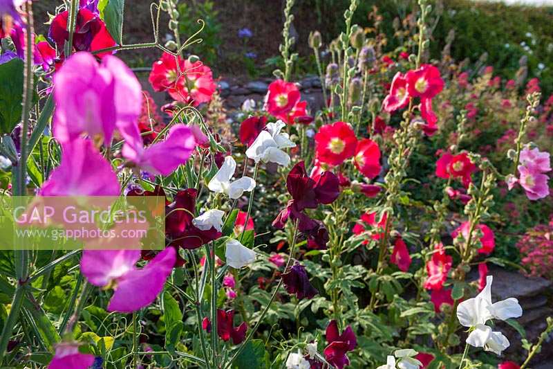 Roger and Helen Grimes'  garden at Beesands, Devon. Hollyhocks and colourful summer annuals