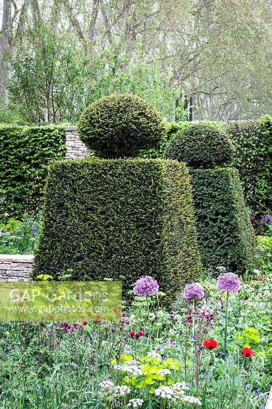 The Brewin Dolphin Garden, des. Cleve West, Yew topiary in formal garden design