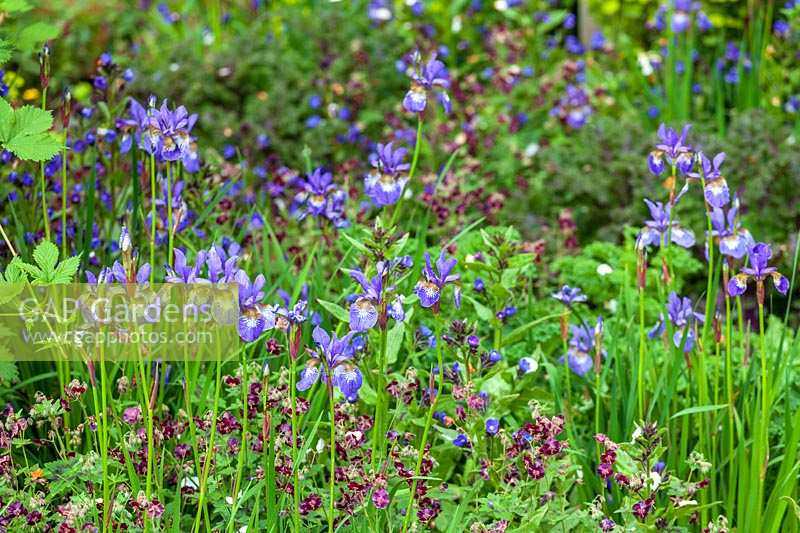 Iris sibirica and Geranium phaeum in naturalistic garden border