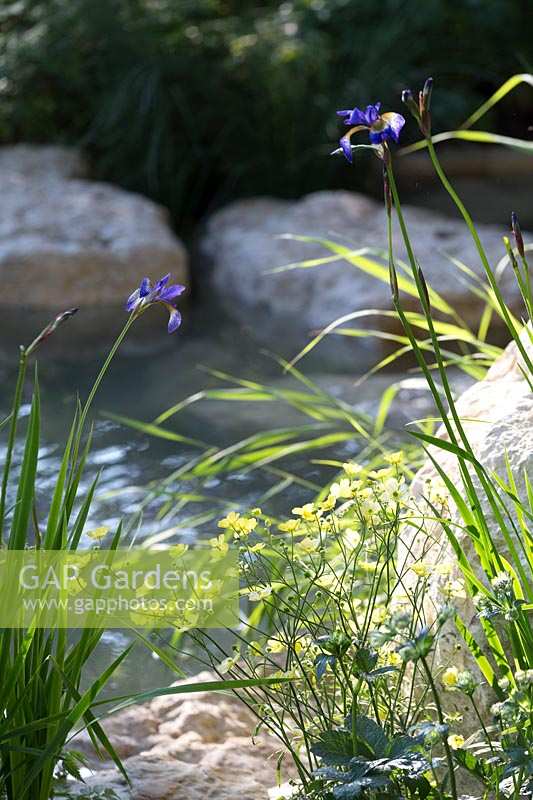 RHS Chelsea Flower Show 2014. 'Time to Reflect' Garden, designer Adam Frost, sponsor Homebase. Buttercup growing at edge of calm pond. 