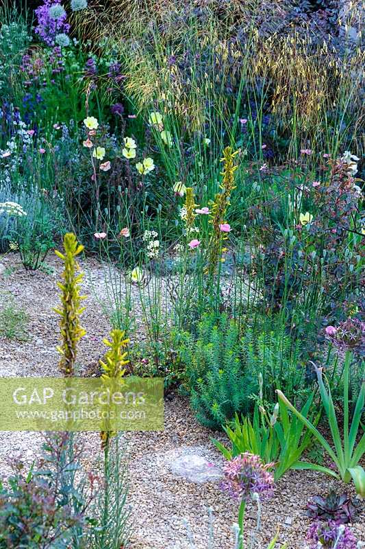 RHS Chelsea Flower Show 2014.  The M&G garden, designer Cleve West. English Gravel garden style planting. 