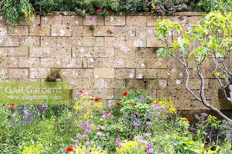A Perfumer's Garden in Grasse by L'Occitane. Fig Tree, Ficus carica, growing against the garden wall, Chelsea Flower Show 2015