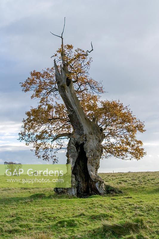 ancient pollarded Oak ( Quercus robur ) at Stone, Gloucestershire