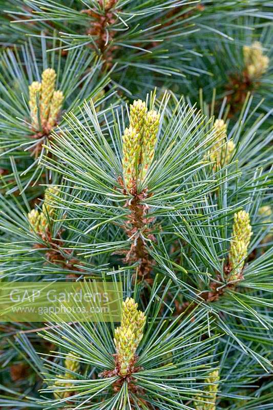 Pinus strobus 'Krugers Lilliput'