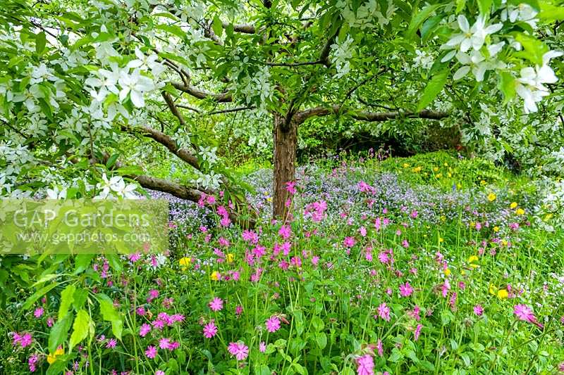 The Garden House, Devon, UK. Red Campion ( Silene dioica ) ,Pink Purslane and Welsh Poppies beneath Apple tree in blossom